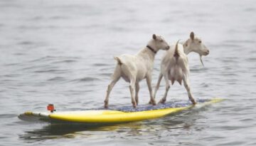 surfing-goats