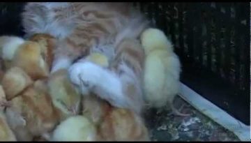 Kitten with Baby Chicks