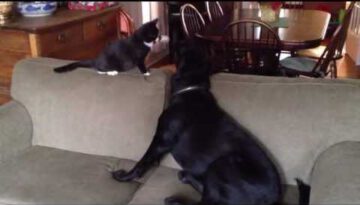 Cat Slaps Dog