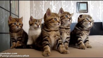 Dancing Kittens Chorus