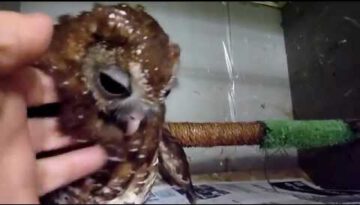 Tickling a Baby Owl