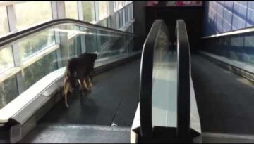 Confused Dog on an Escalator