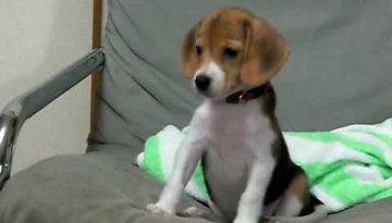 Beagle’s First Bark