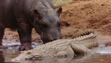 Hippos Licks Croc