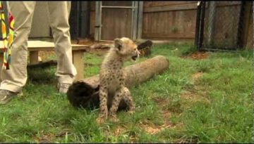 Cheetah Cub Plays with Puppy
