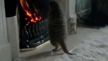 Meerkat by a Fireplace
