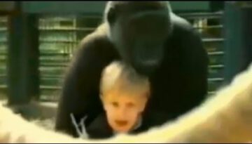 Gorilla Plays with Toddler