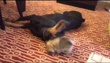 Pomeranian Puppy Playing with a Doberman