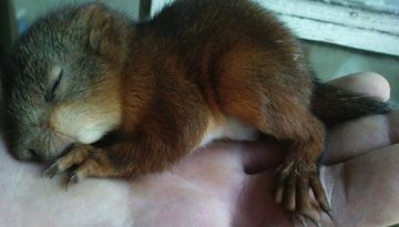 belarusian_soldier_becomes_best_friend_for_rescued_squirrel_640_02