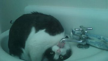 cat-sink