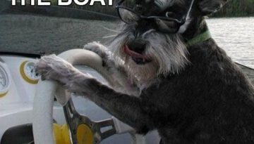 dog-boat