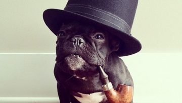 dog-hat-pipe