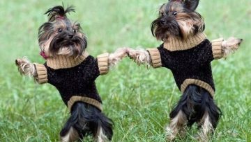 dogs-holding-hands