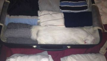 packed-cat