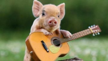 piglet-guitar