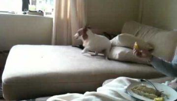 Dog Tries a Lemon