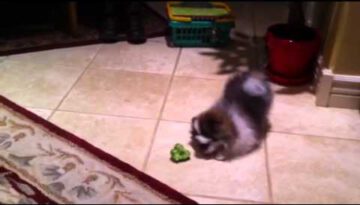 Puppy is Suspicious of Broccoli