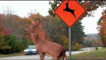 Please Move The Deer Crossing