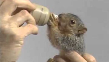 Bob Ross Feeding a Squirrel