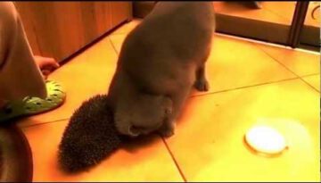 Cat Using Hedgehog as a Brush