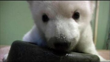 Baby Polar Bear Learns to Walk