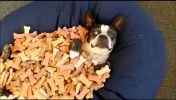 Laying in a Pile of Treats