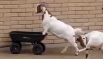 Goats Playing with a Wheelbarrow
