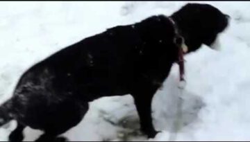 Dog in the Snow