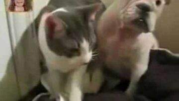 Cat Punches Dog 2