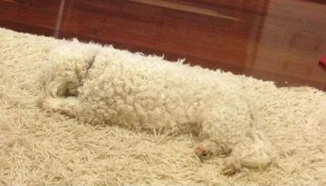 dog-rug