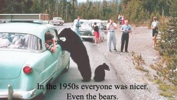 nice-bears