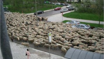 sheep-street