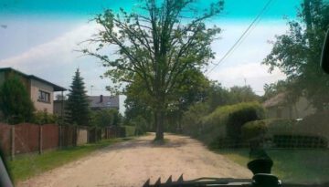 tree-on-road