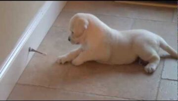 Labrador Puppy vs. Door Stop