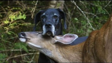 Deer & Dog Friendship