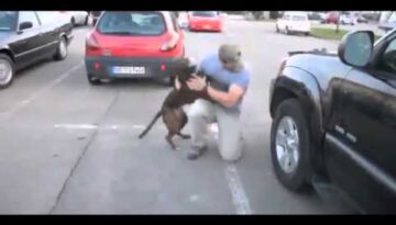 Happy Dog Reunited with Owner