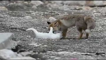 Cat & Fox