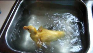 Baby Duck Swimming in Sink