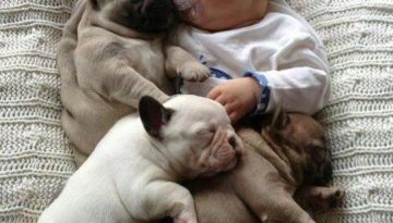 baby-and-puppies