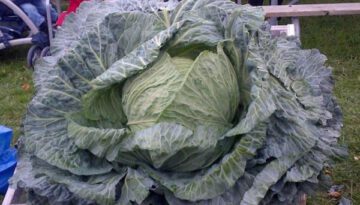 big-cabbage