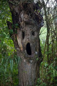 Tree Face 2 - 1Funny.com