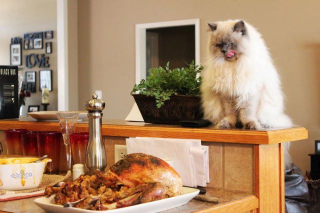 https://1funny.com/wp-content/uploads/2012/11/turkey-cat.jpg