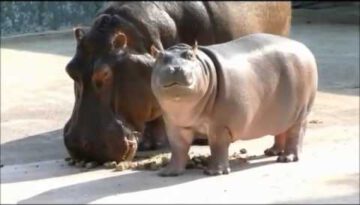 Baby Hippo’s First Meal