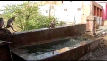 Monkeys Cannonball Dives into Fountain