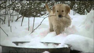 Adorable Golden Retriever Puppies in the Snow