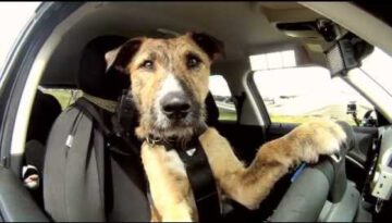 The World’s First Driving Dog
