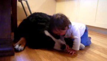 Dog Loves Baby & Baby Loves Dog