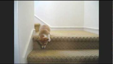 Corgi Puppy Attempts Stairs