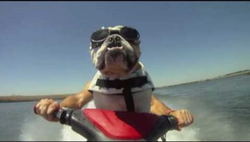 Jet Skiing Bulldog