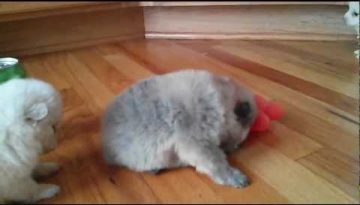 5 Week Old Pomeranian Puppies